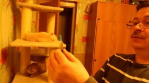 Как сделать прививку котёнку!