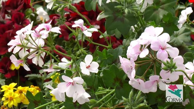 Por Qué Comprar Geranios (Pelargonium)