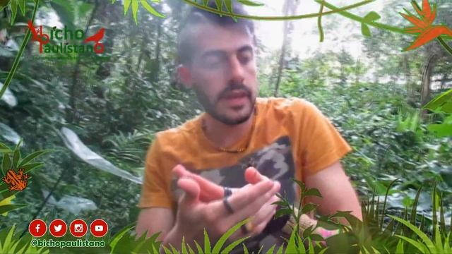 ARANHA NEPHILA (Nephila clavipes) смотреть онлайн