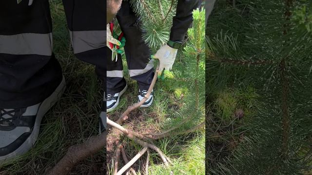 Bansaj-iz-gornoj-sosny - смотреть видео онлайн от «channel36597164» в хорошем качестве, опубликованн
