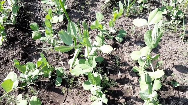 Очень вкусное жаркое с тушенкой.Советую приготовить!! смотреть онлайн