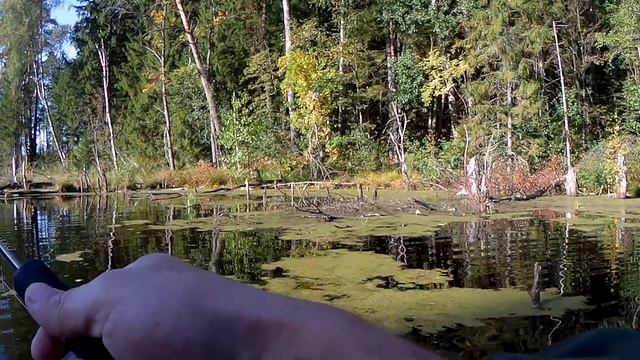 Ловля окуня на отводной поводок.Рыбалка на окуня.Красивая природа. смотреть онлайн