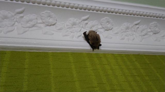 🦇 летучую мышь принёс домой, скоро отпущу на волю смотреть онлайн