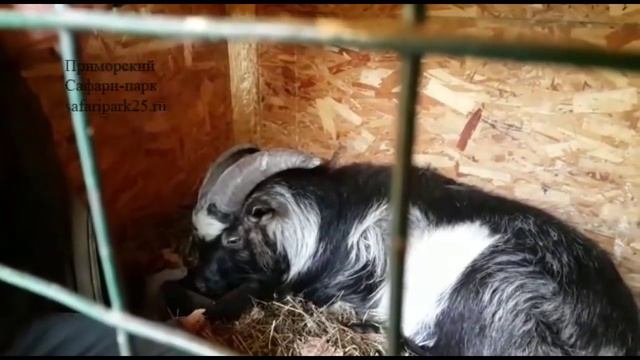 Тимур 31 января 2016 г. смотреть онлайн