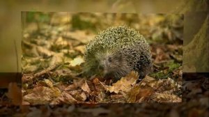 Как звери готовятся к зиме