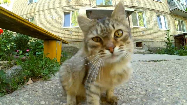 Эпичный прыжок уличного кота