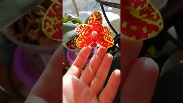 Сого Пони Phal Sogo Pony, кедровая скорлупа