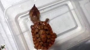 Всё об – Бахромчатая черепаха