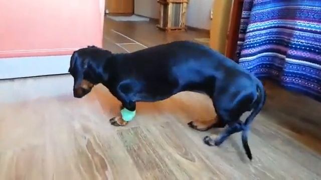 Поза и походка при боли в шейном отделе у таксы смотреть онлайн