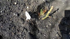 Саженцы роз весной. Как накрывать саженцы роз при посадке