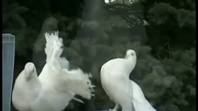 НИКОЛАЙ МАЯКSЕМ .АХ ЮРАТУ - ЮРАТУ.avi НИКОЛАЙ АНДРЕЕВ смотреть онлайн