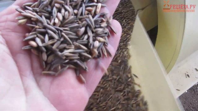 Очищаем семена гречихи на Петкус к 531 Гигант