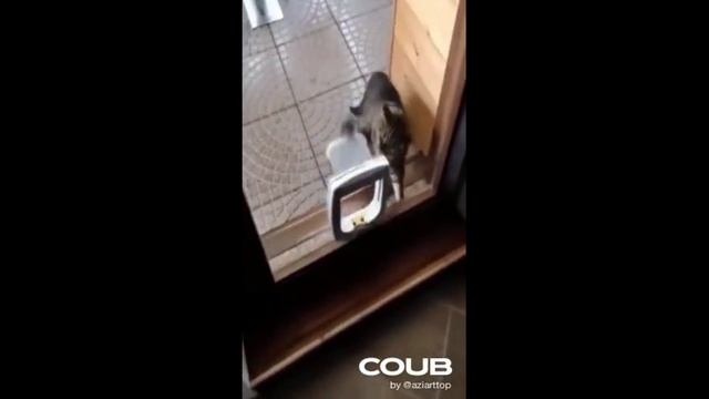 #Shorts ПОДБОРКА ПРИКОЛОВ С ЖИВОТНЫМИ. КОРОТКИЕ ВИДЕОНАРЕЗКИ (#11) смотреть онлайн