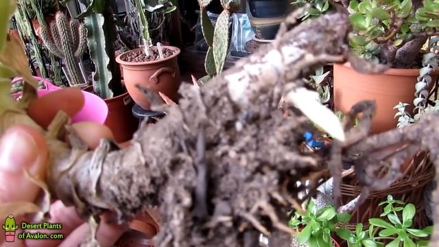 Succulent Plant DISASTER - My 20 year old Aloe variegata Needs HELP! смотреть онлайн