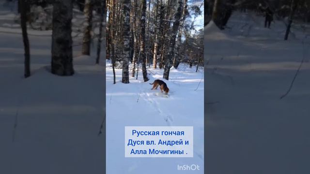 Русская гончая ДУСЯ вл. Андрей и Алла Мочигины . смотреть онлайн