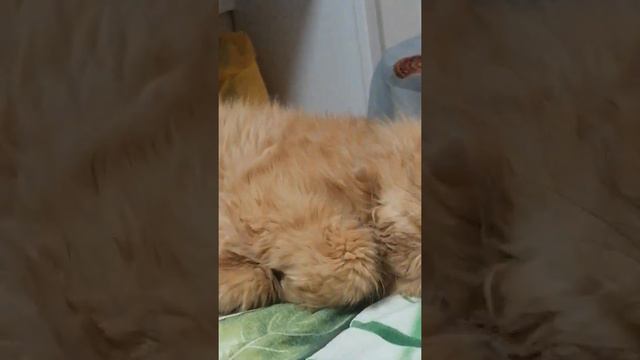 Кот смешно спит смотреть онлайн