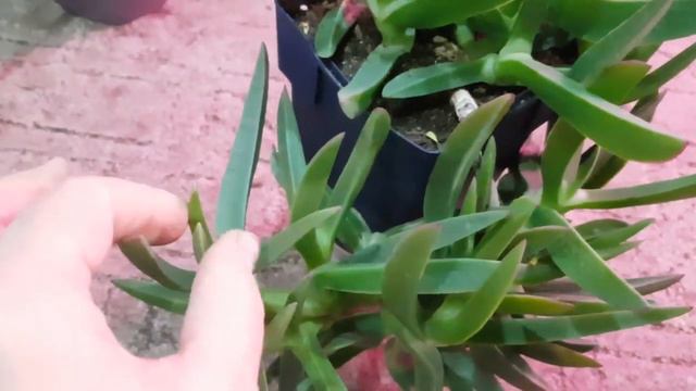 Комнатные цветы. Мои кактусята и суккулентики. Часть 2 смотреть онлайн