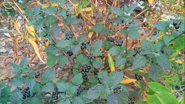 В России Арбузы Растут На Свалке смотреть онлайн