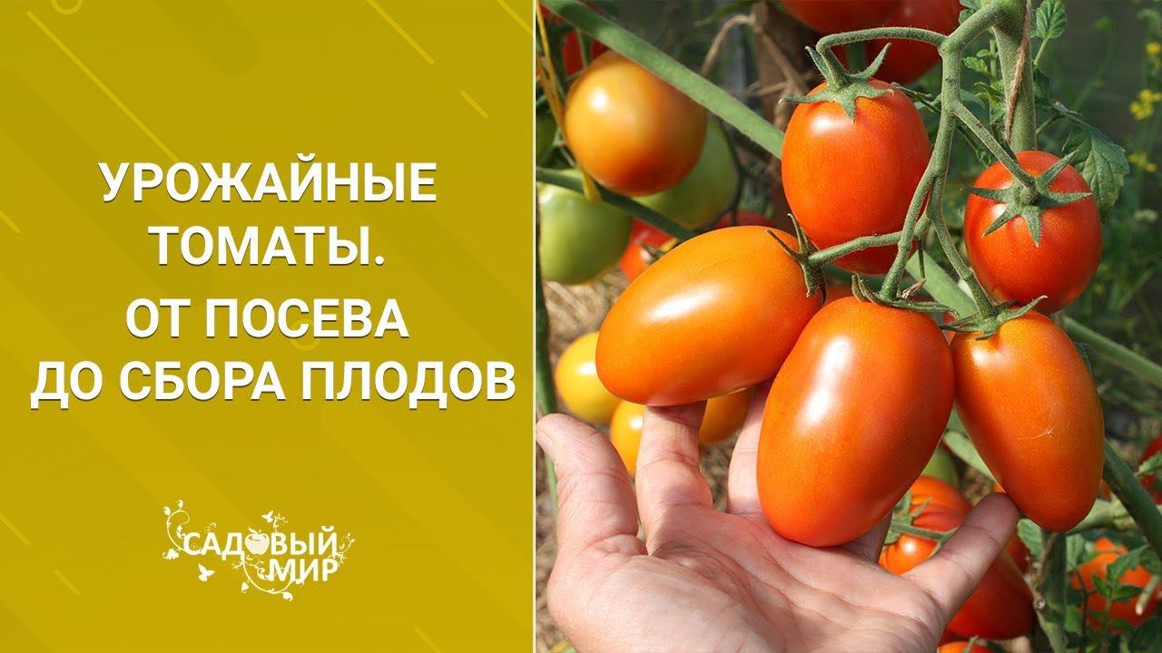 Урожайные томаты От посева до сбора плодов смотреть онлайн