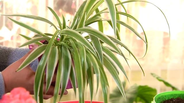 Герандан ажойиб компазиция. Севара Эшонқулова тавсия этади?? смотреть онлайн