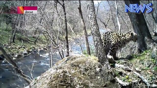 Обмен леопардами смотреть онлайн