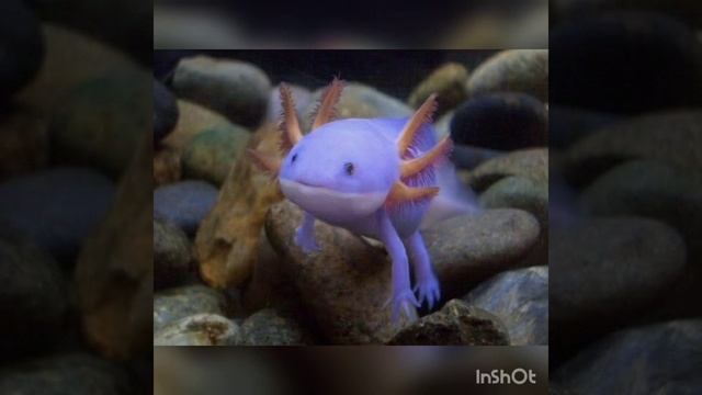А вы знали насколько уникален аксолотль, и какой он бывает? смотреть онлайн