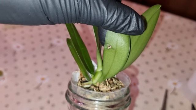 Обзор Посылка с ОрхоРай | Phal. Taida Smile 'Taida Little Green'(peloric – 2 eyes) смотреть онлайн
