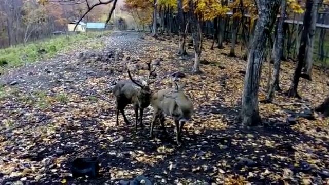 Пятнистые олени Огонёк и Беби во время гона смотреть онлайн