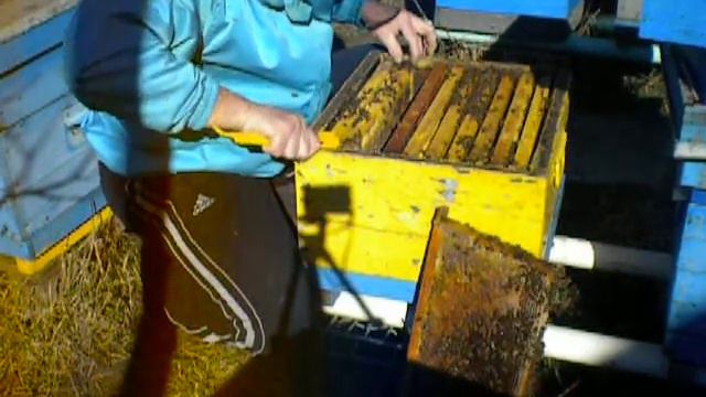 23 марта замена доньев, проверка засева и корма смотреть онлайн