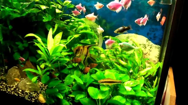 ТЕРНЕЦИЯ ГЛОФИШ В АКВАРИУМЕ на 140 Литров / Glofish - GloTetra / Кормление аквариумных рыбок Глофиш смотреть онлайн