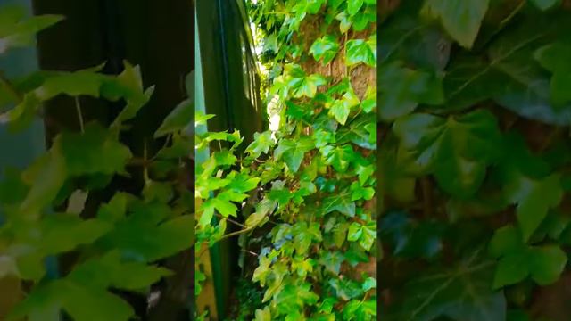Common Ivy Retried