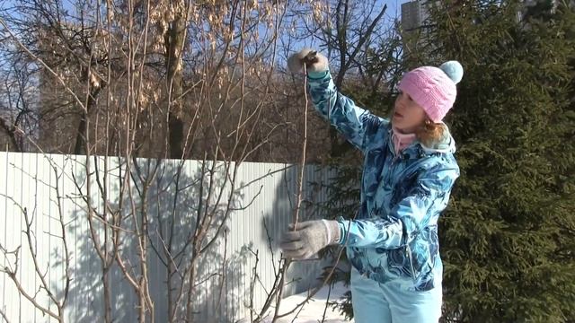 Правильная ОБРЕЗКА ГРУШИ ВЕСНОЙ смотреть онлайн