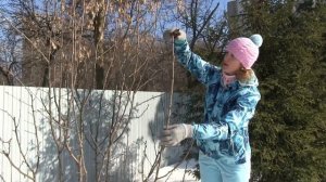 Правильная ОБРЕЗКА ГРУШИ ВЕСНОЙ