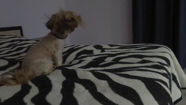 ШИ-ТЦУ Самый добрый Какую породу собак выбрать После стрижки смотреть онлайн