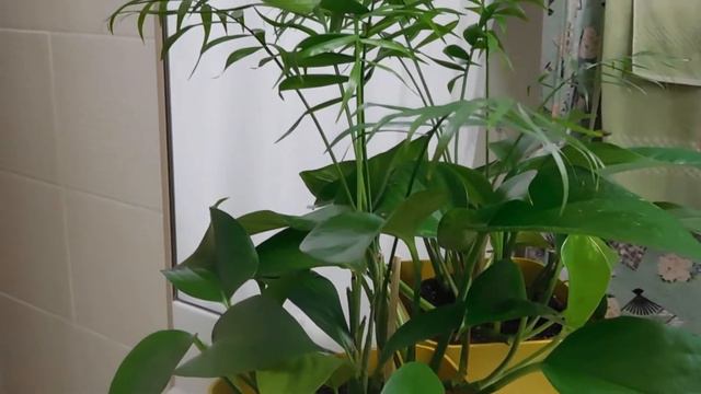 WHEN THERE SEEMS NOTHING TO DO AT HOME-CHECK YOUR INDOOR PLANTS смотреть онлайн