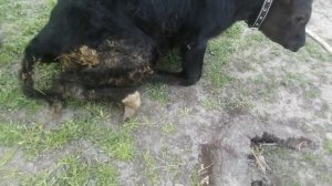 у нас беда,теленок не встаёт на ноги.