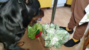 ВЕСЕННИЕ ИСТОРИИ РОТВЕЙЛЕРА ДЮШИ