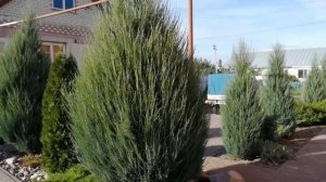 МОЖЖЕВЕЛЬНИКИ БЛЮ ЭРРОУ!!!  ОНИ ЛИ ЭТО????