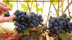 Виноград ШАРАДА - очень раннего срока созревания,  Пузенко Наталья Лариасовна