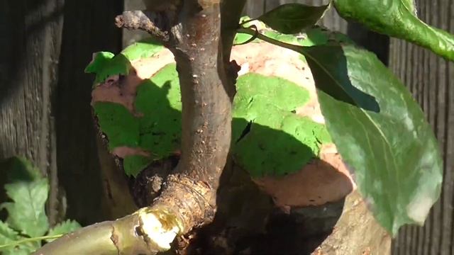 Прививка груши на рябину, часть 2 смотреть онлайн