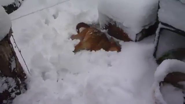 Реакция собаки на первый снег. На крещение и снег священный! смотреть онлайн