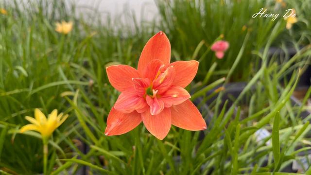 Passion Rainlily Flower смотреть онлайн
