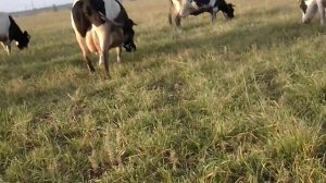 Карова рулит