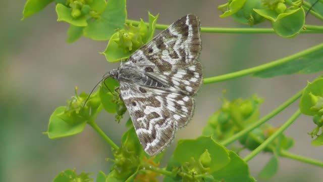 Бабочка. Совка клеверная серая ( Euclidia mi ) смотреть онлайн