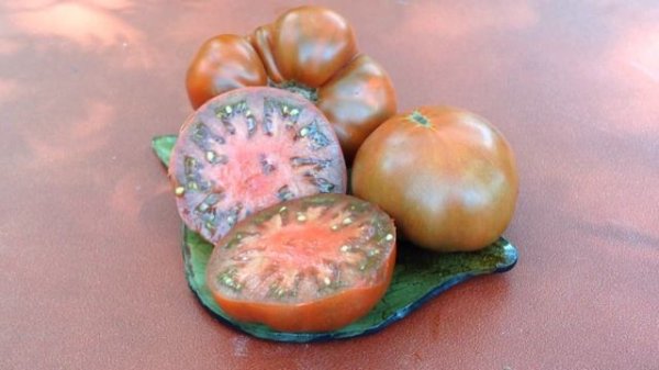 Dwarf Chocolate Champion. Rich Taste Short Plants, For Container Growing Too!