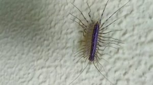 мухоловка против тараканов