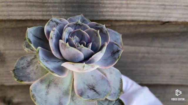 Echeveria Blue Surprise Variegated