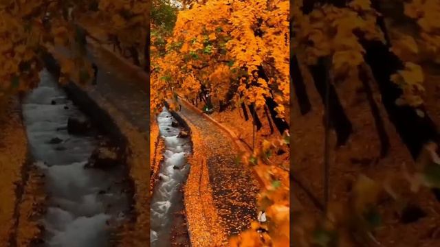 Золотая осень. Парк Теренкур, Алматы, Казахстан. #природа #путешествие #реки #топ #красота #лес смотреть онлайн