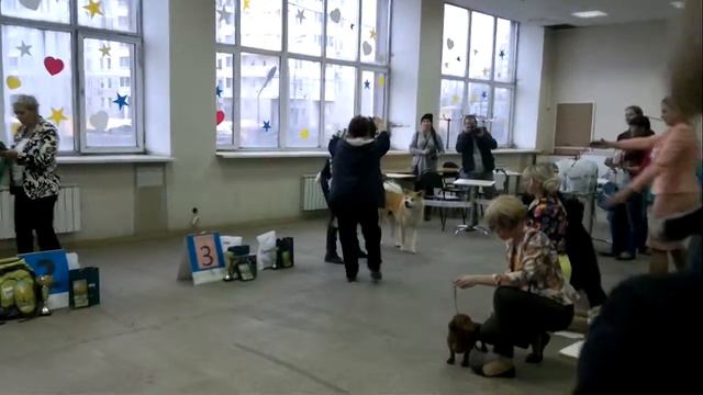 Выставка "Орфей" Best in Shou!!! смотреть онлайн
