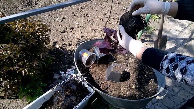 ИПОМЕЯ - БАТАТ, КОЛЕУС, ЛОБЕЛИЯ Пересаживаем на постоянное место.We transplant to a permanent place смотреть онлайн